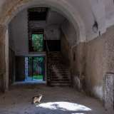 ...messe l� per i tanti gatti che �occupano� lo stabile